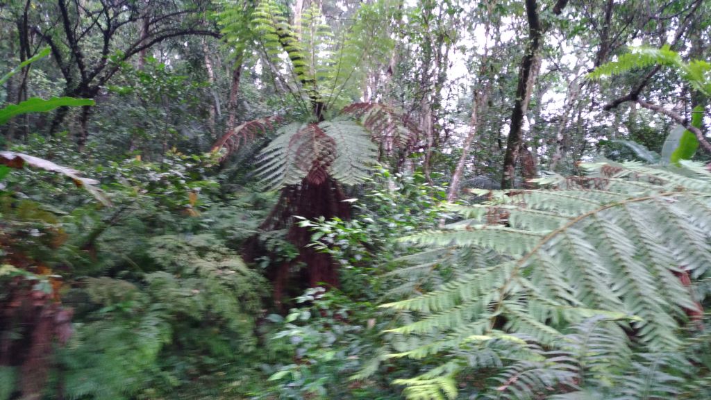 悠閒走!打鐵寮古道!_193865