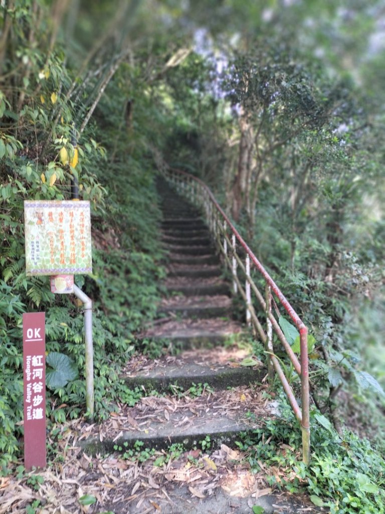 烏來紅河谷越嶺古道…污水處理廠至工寮段封面圖