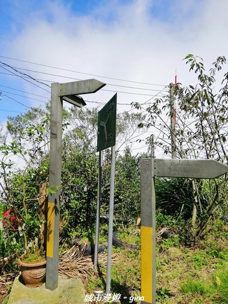 【雲嘉】超美的茶園竹林風光。小百岳集起來。#56小百岳雲嘉大尖山x二尖山x馬鞍山x#57小百岳梨子腳_1453642