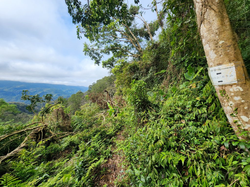 20250309高甫山彩和山大庭頂山金山O型_2769622