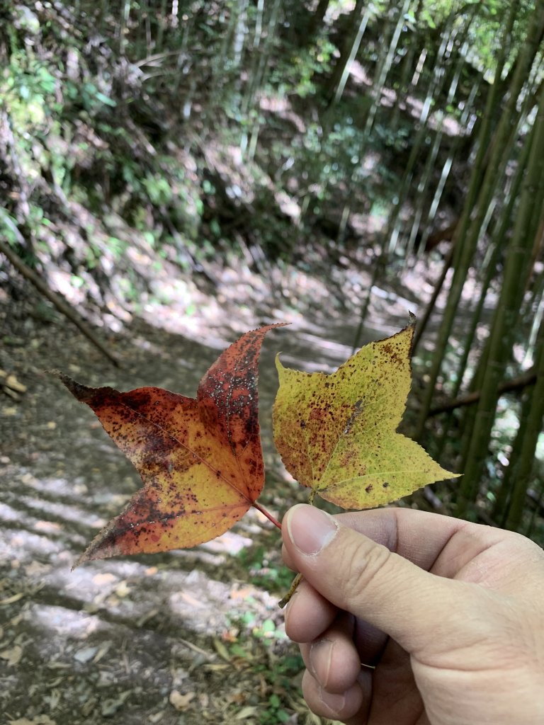【中級山】霞喀羅古道（養老進、石鹿出），夜宿白石，順登霞喀羅大山_2032600