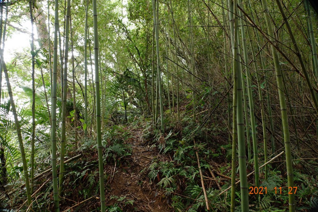 苗栗 大湖 包樹崠山(鍋鼎山)_1529035