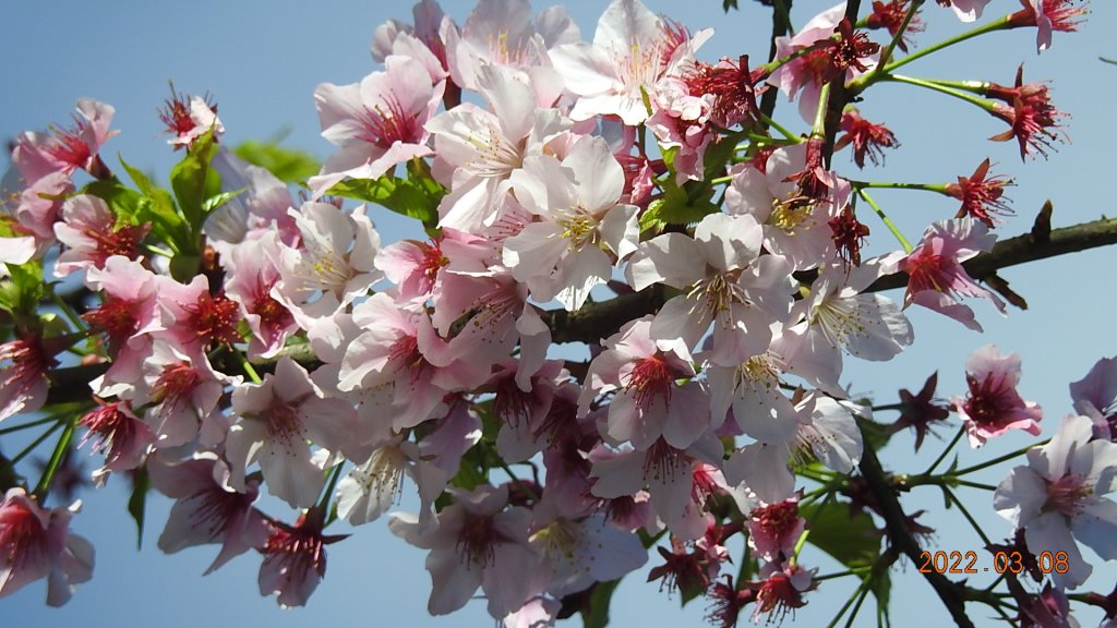 春暖花開，鳥語花香_1634021