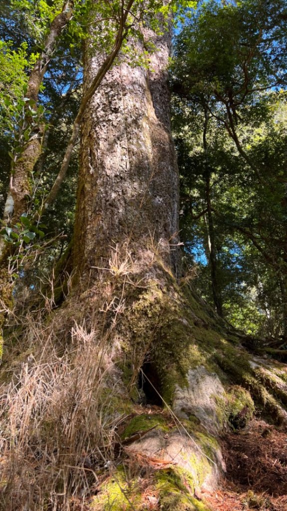 2022/03/08觀霧山莊-雪見遊憩區_1635573