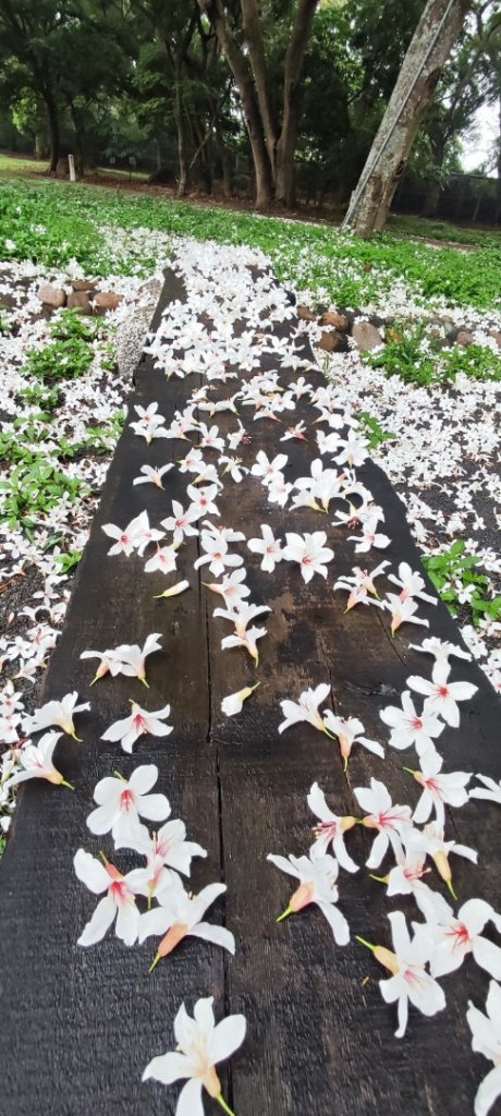 台中大甲鐵砧山_2769490