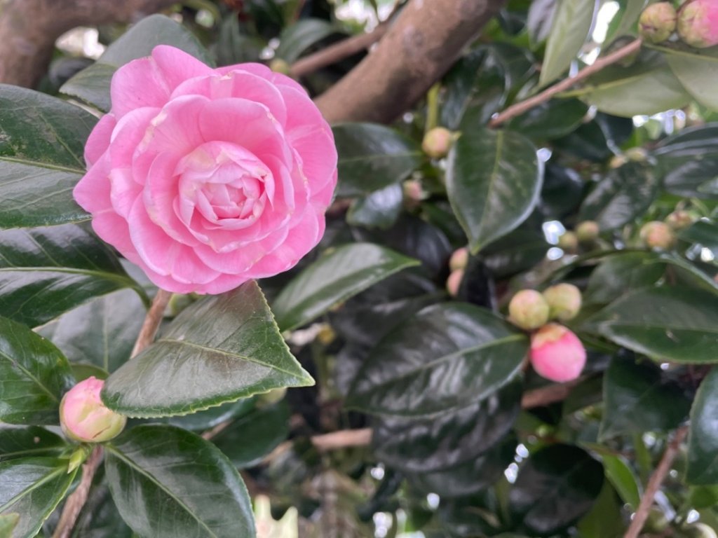 青潭越嶺政大-賞梅花🌸安坑🐦嘴四秀_2691665