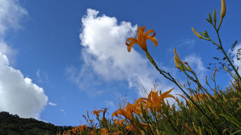 太麻里金針山步道_1321555