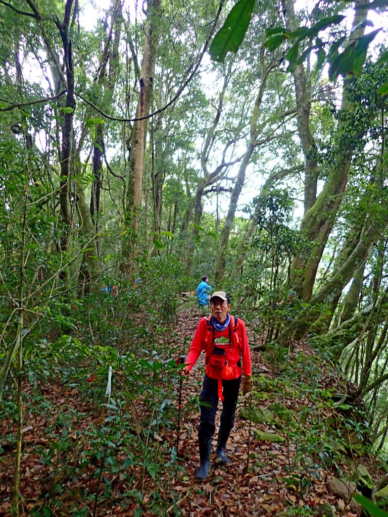 南橫登新望嶺山 2019/01/27_513051