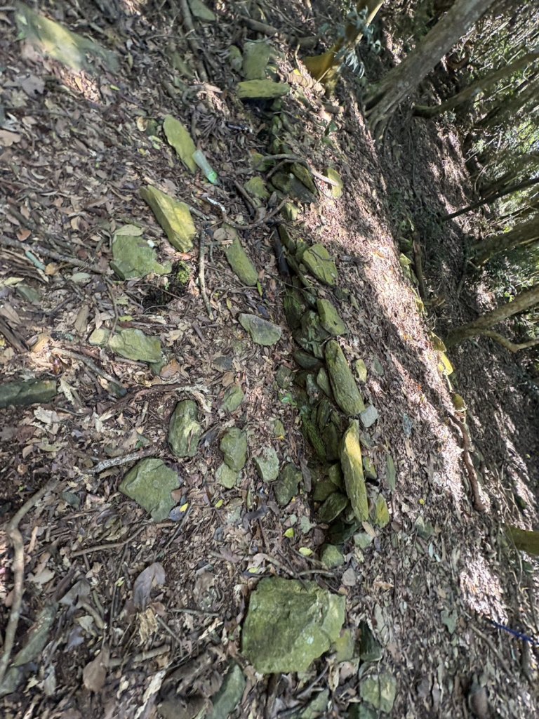 20251116鳴海山、網子山登山步道_2938354