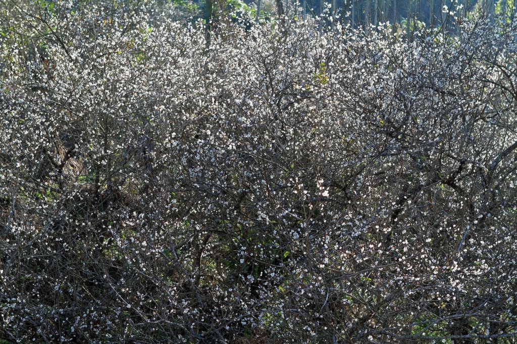 【臺南~楠西】梅嶺賞梅一~觀音步道_1246914