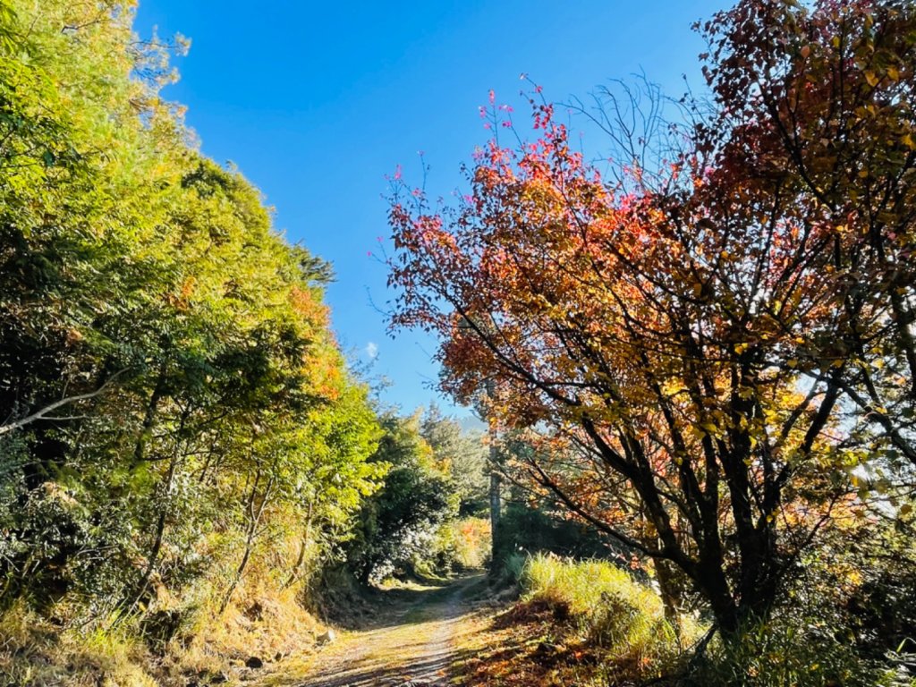 1101211大雪山230林道9.2k/雪山西稜登山口_1546736