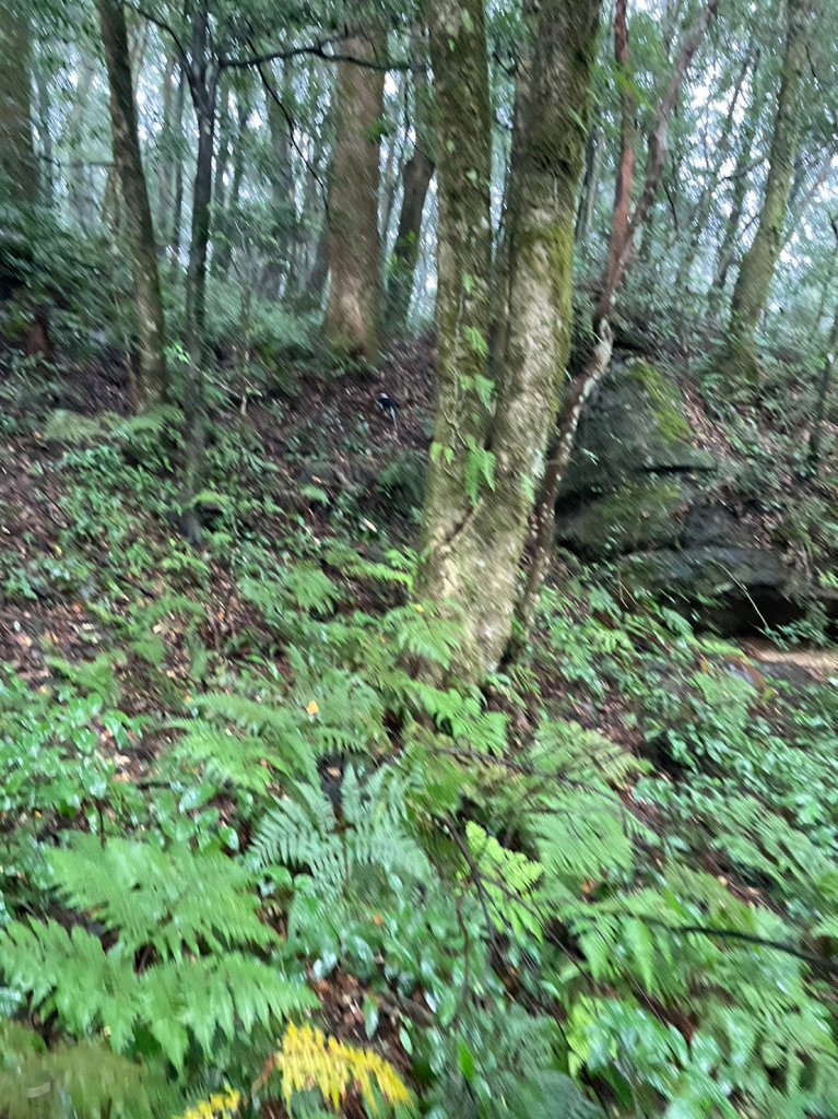 北插天山_2353414