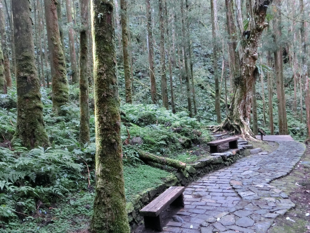 棲蘭山莊．神木園．明池_93574