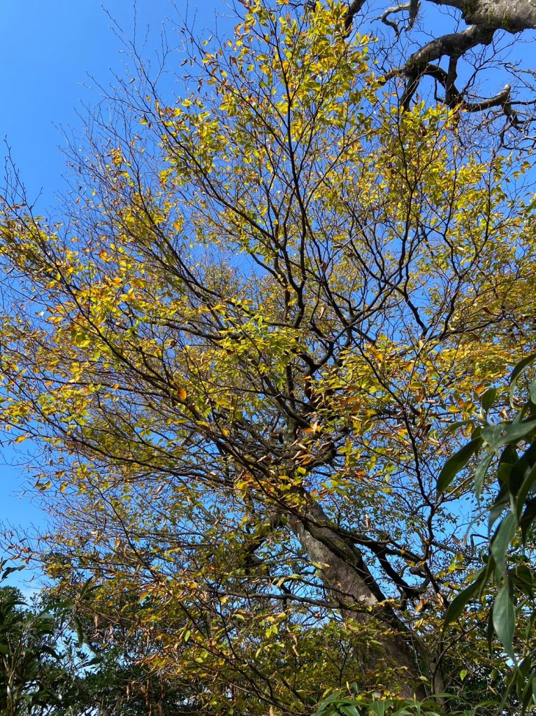 2023.11.18山毛櫸追追追~逐鹿卡保樂佩_2354878