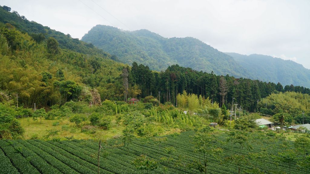 大凍山-二延平步道_114638