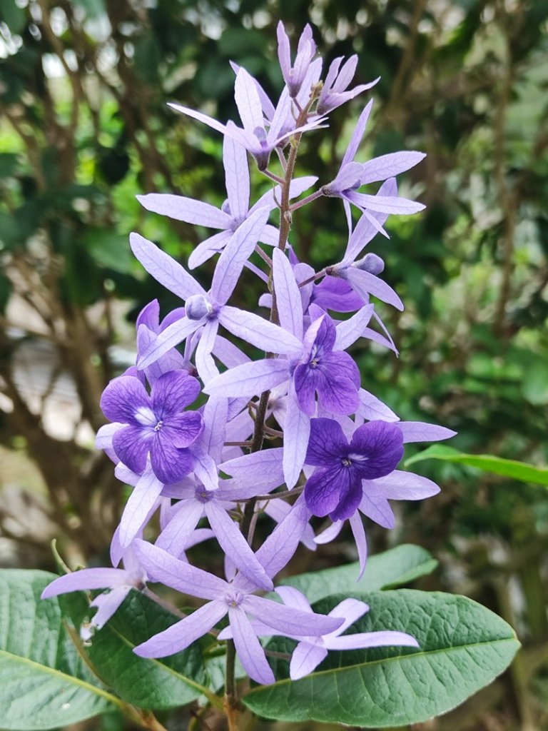 微笑山線大棟山系封面圖