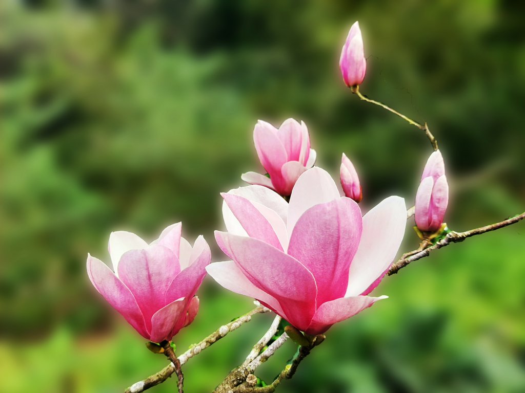 粉粉三色櫻、木蓮花、山茶花爭奇鬥艷_1440015