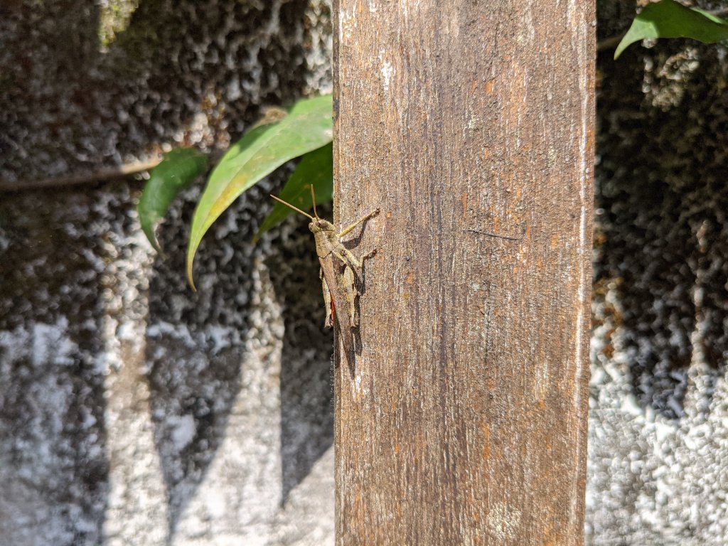 臺北大縱走第四段_1651254