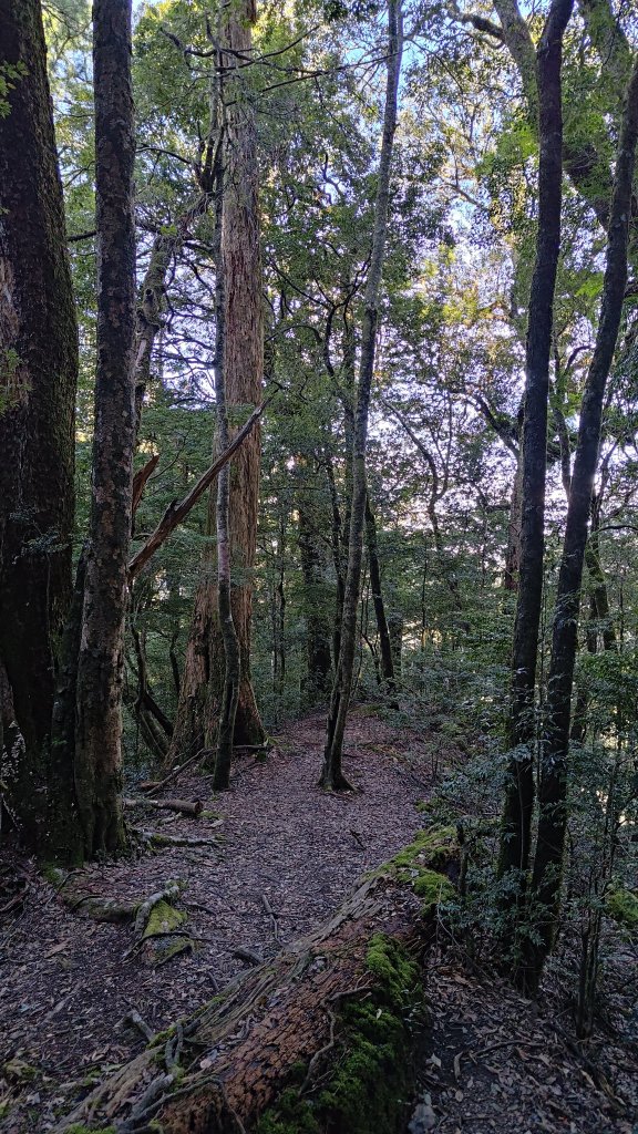 觀雪縱走_2918137