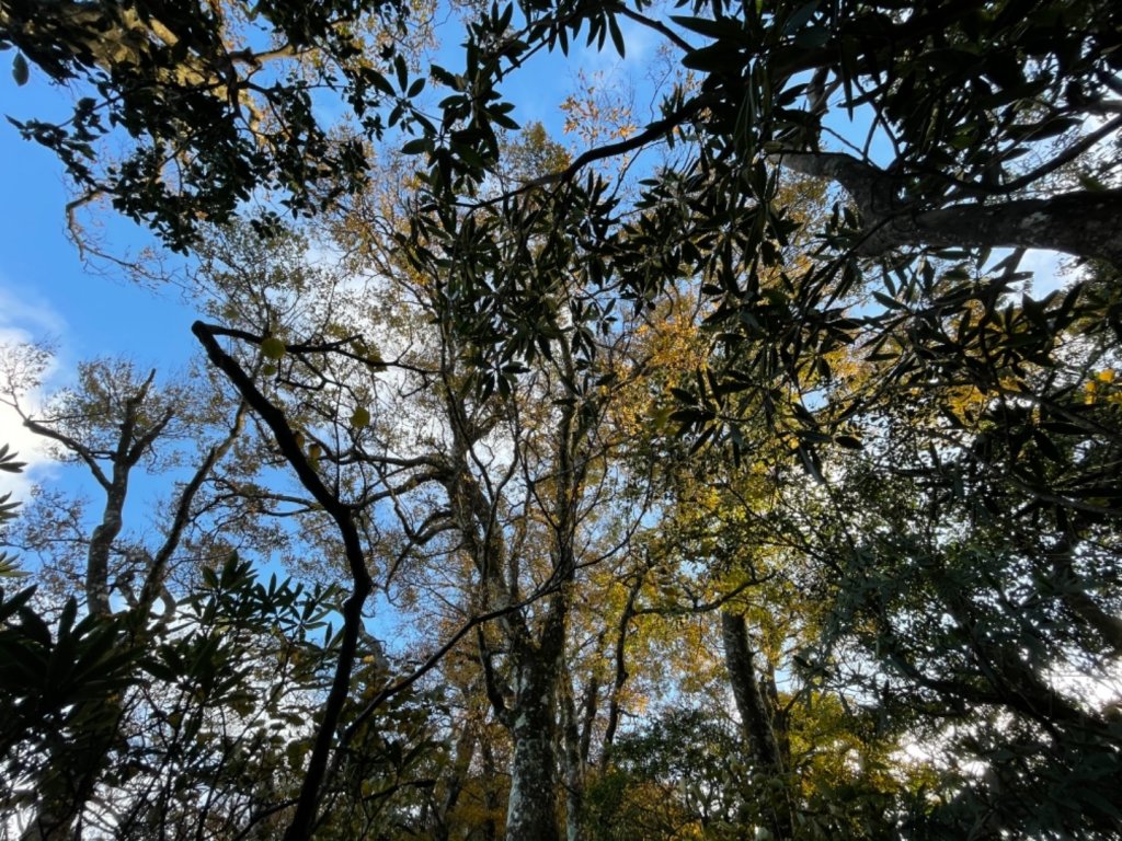 【內鳥嘴山】金黃色山毛櫸_1202570