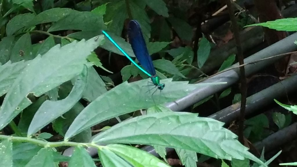 悠閒山林!銀河洞步道!_174933