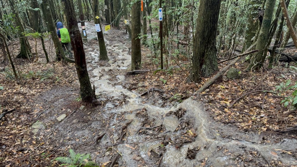 回程下雨的 松鶴上 八仙山 20251025_2925763