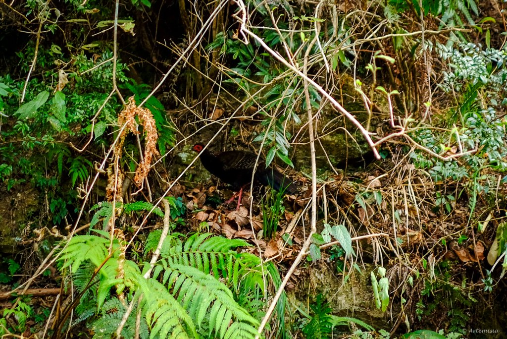 [冬訪大霸聖山岳參行]-大鹿林道東線榆金楓紅與九九山莊精選輯_2974613