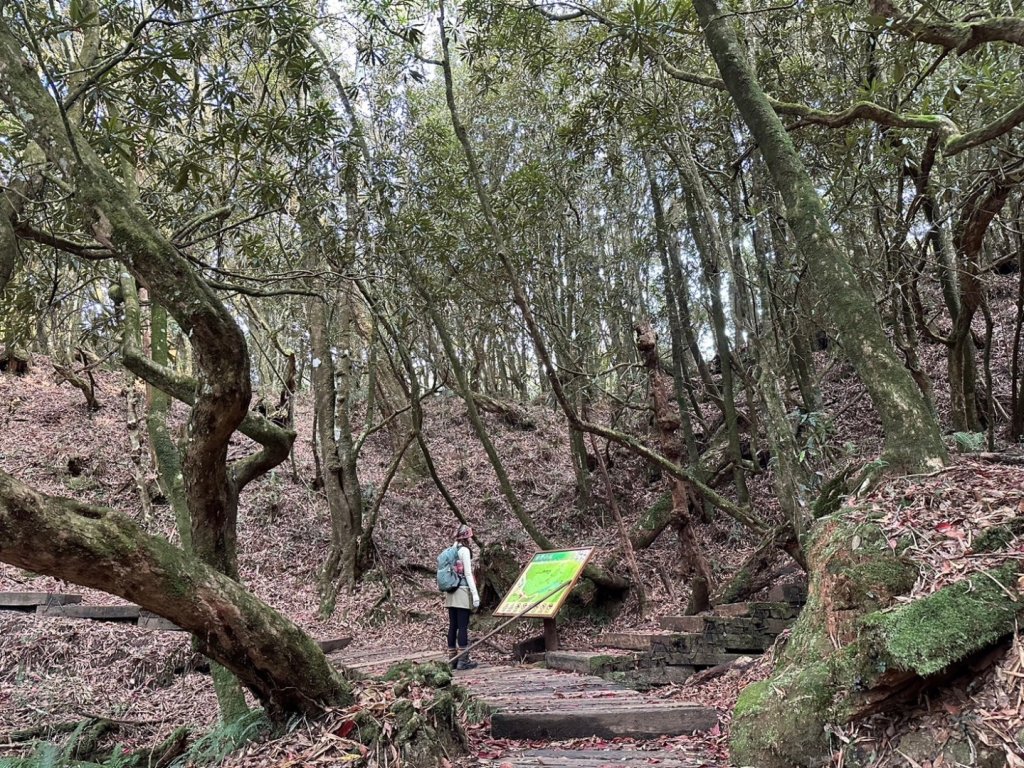 金柑樹山 杉林溪森林遊樂區_2449226