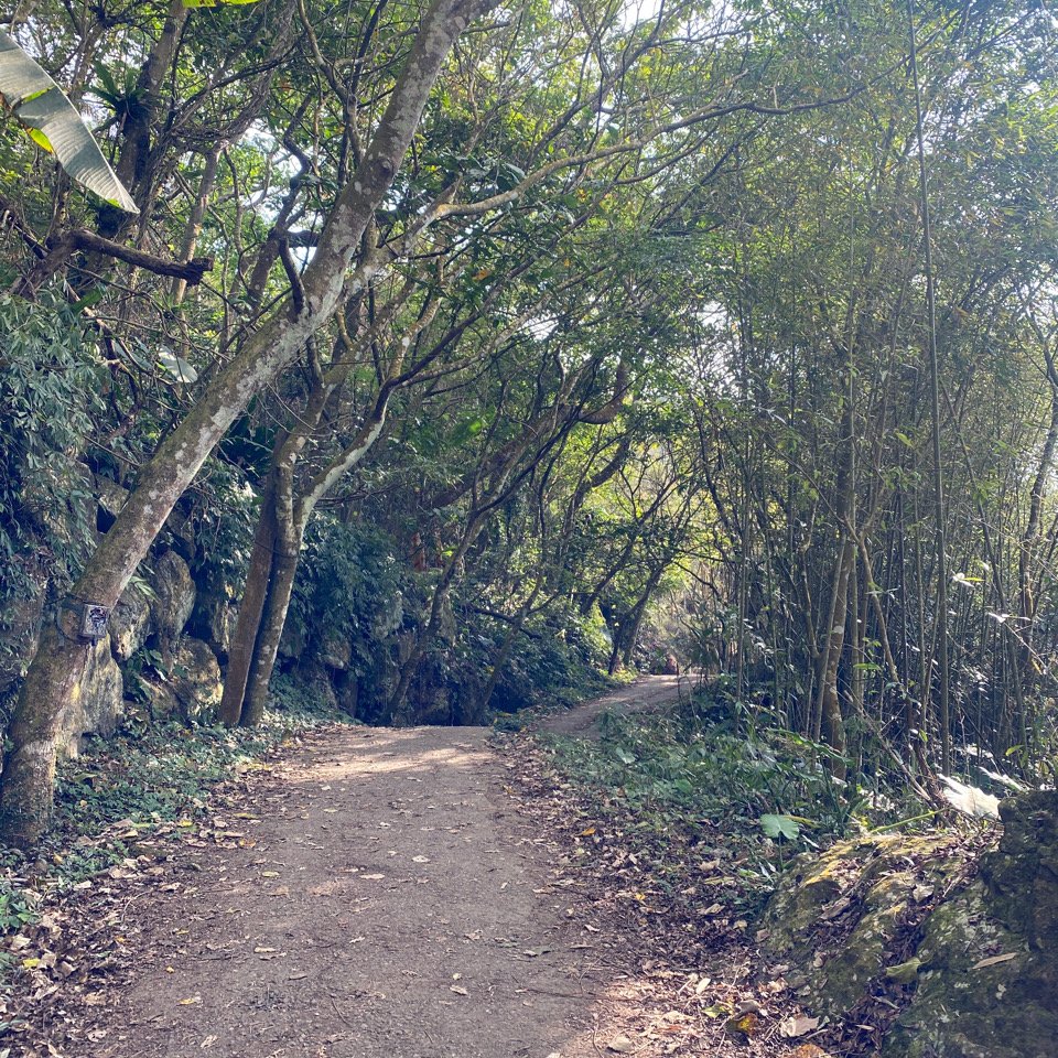 台南大凍山 1241M 小百岳#63_1270918