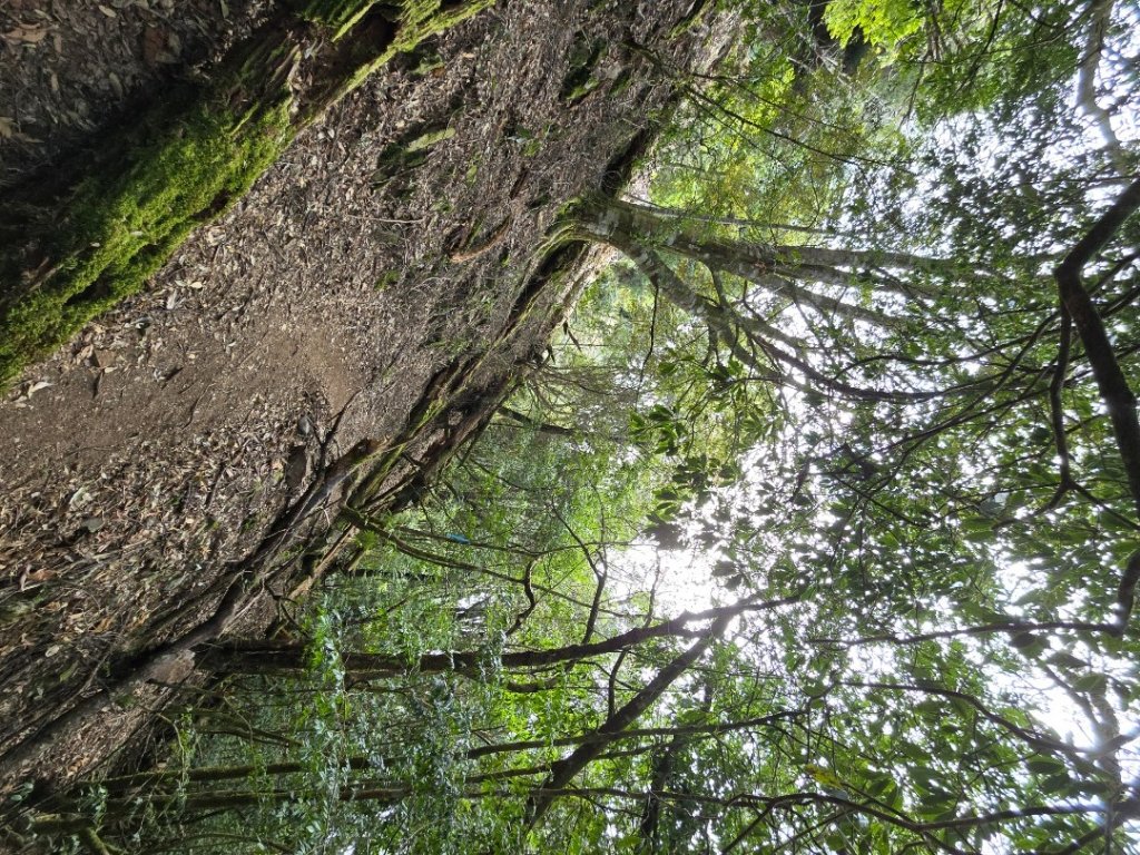 郡大神木群一日行_2440578