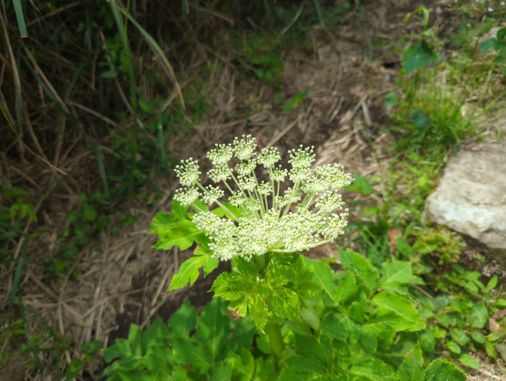 2025.05.17－大屯山步道下清天宮_2790024