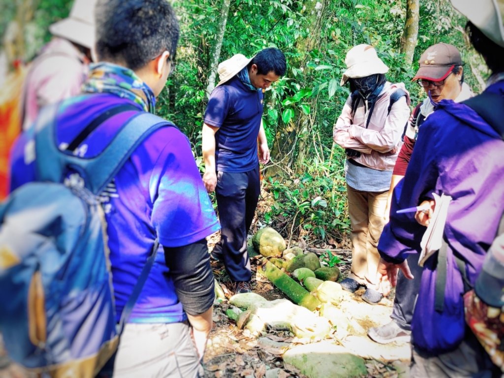 桐花已開，到大坑5-1步道走走吧_564271