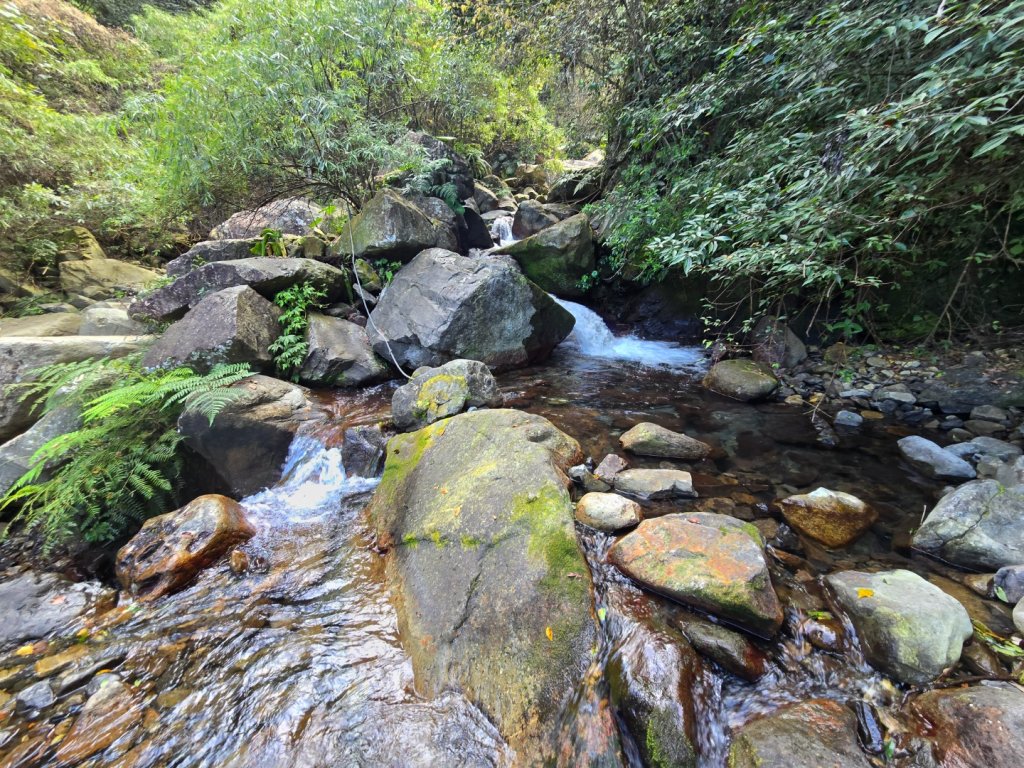 蝶夢八唐（裡冷登山口往返）八仙山出雲海下山順賞富士櫻_2722694