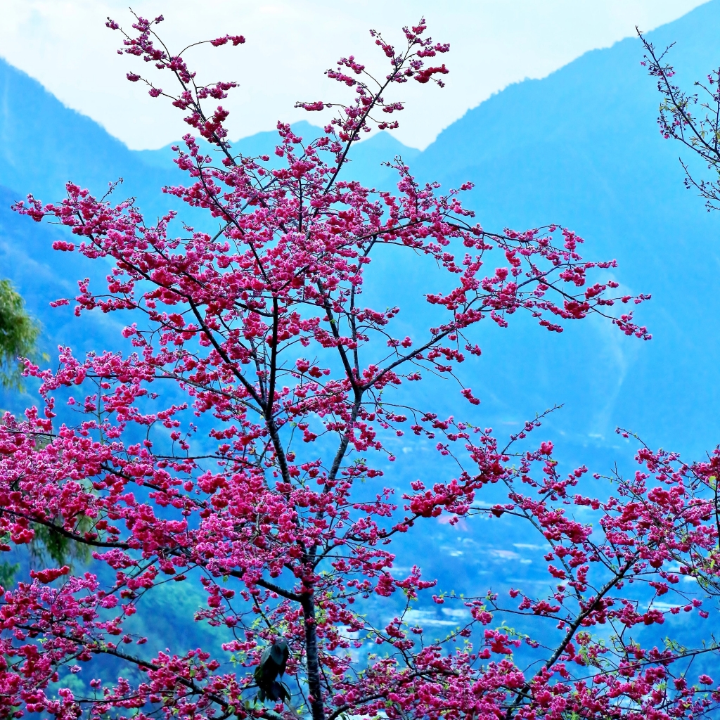 西巒大-郡大山-2016-3/5-6_32229