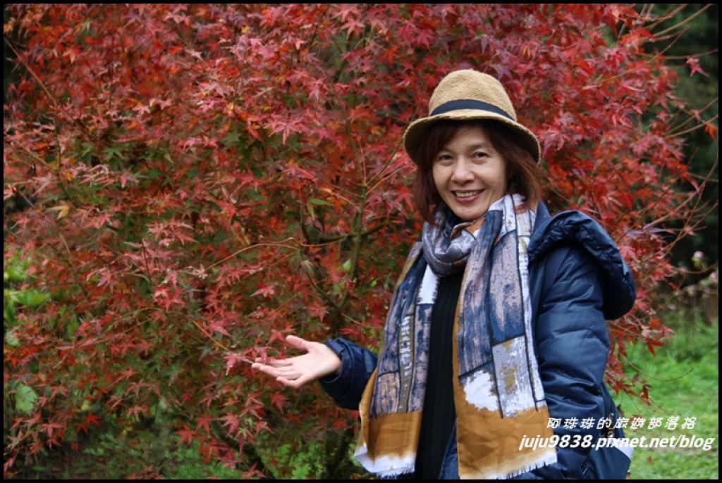 杉林溪。雲海。楓紅。浪漫水杉林。漫步穿林棧道_223250