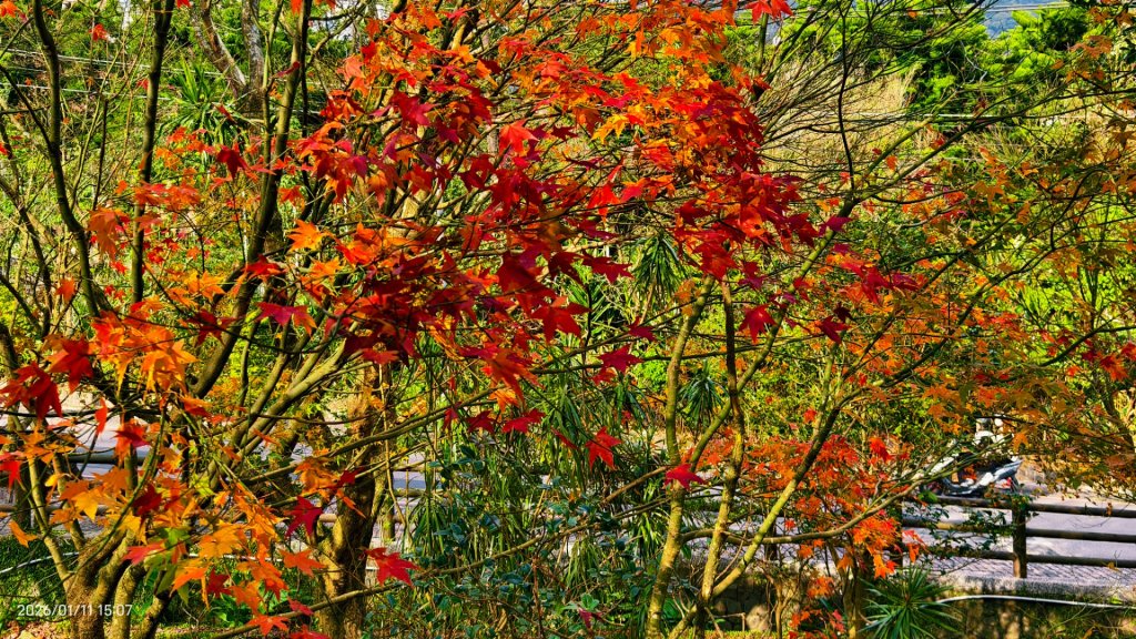 #花卉試驗中心 #永公路500巷 #平菁街42巷 #原住民公園 #士林官邸 1/4_2980390