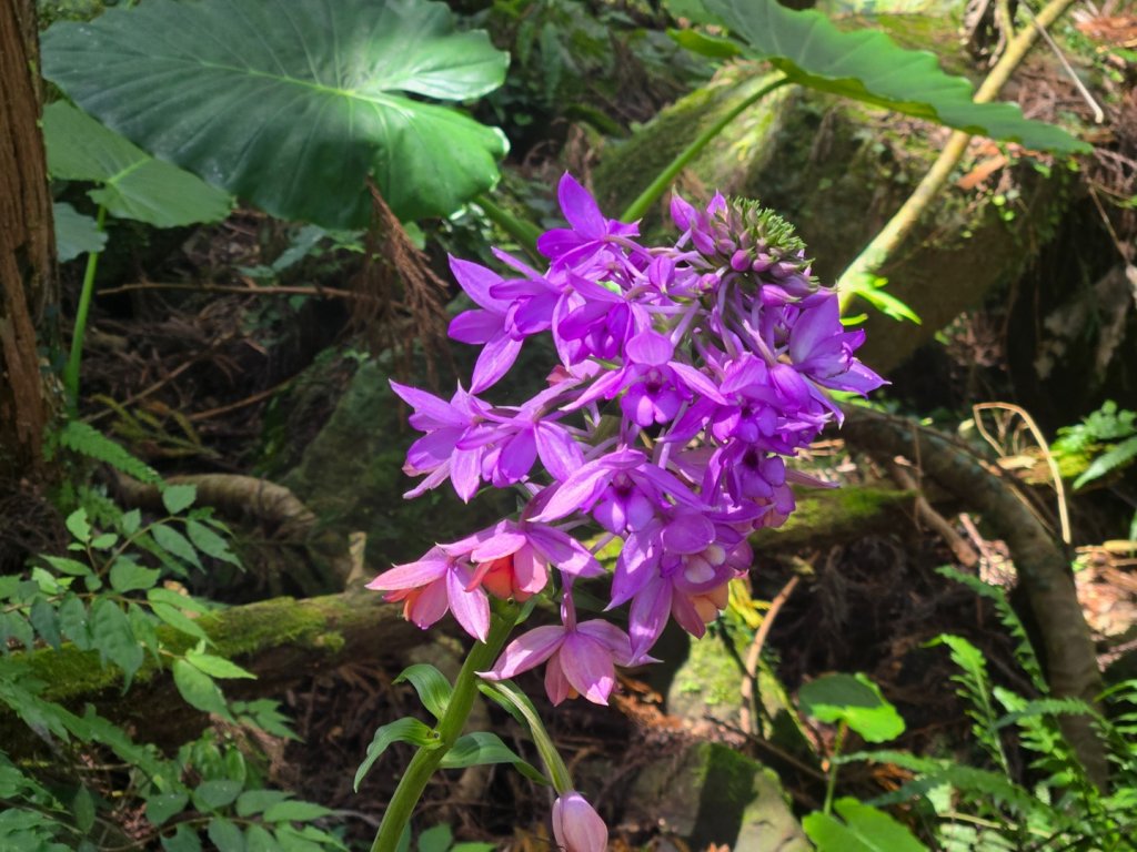 馬武督探索森林、外鳥嘴山_2860611