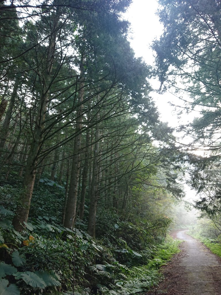水田林道上貴妃山-鞍部石猴-那結山O型走_1307485
