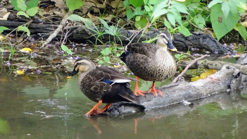 關渡自然鳥公園封面圖