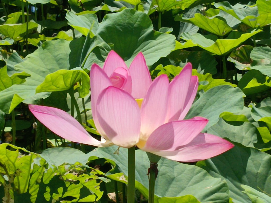 雙溪區彎穹夏日荷影_2806545