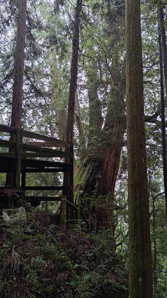 檜山巨木群_2918010