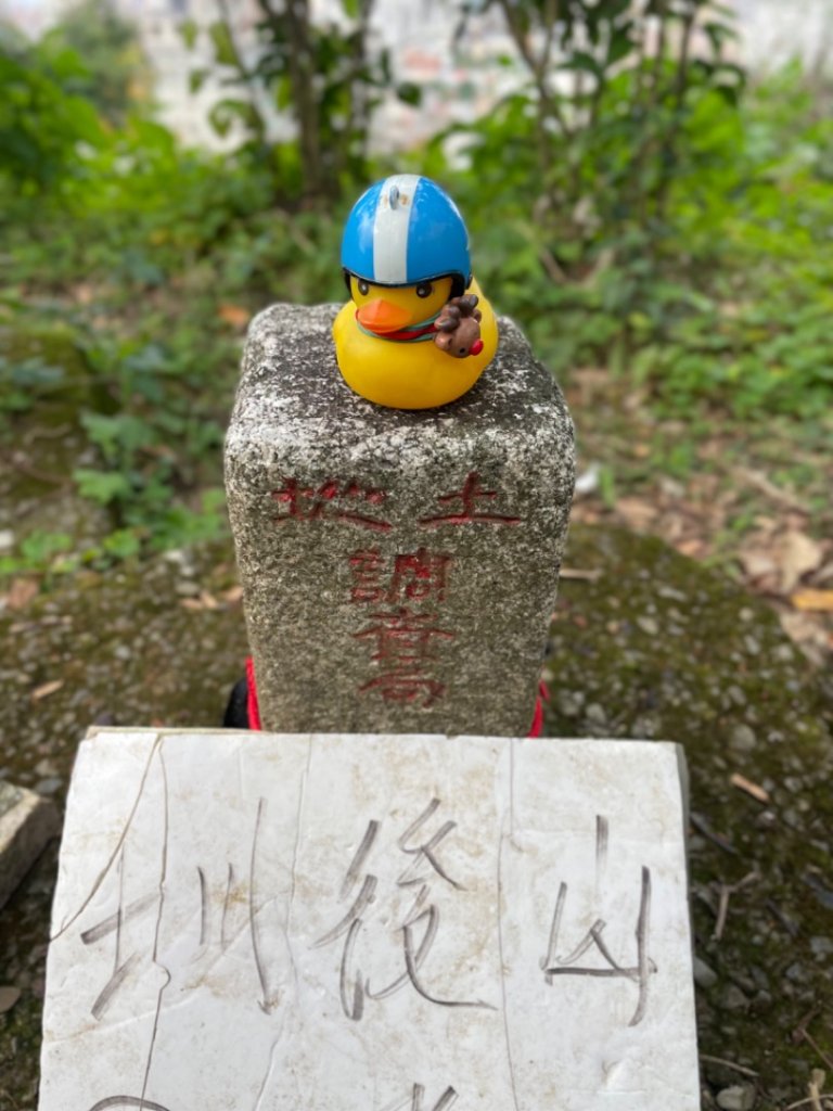 青潭越嶺政大-賞梅花🌸安坑🐦嘴四秀_2691682