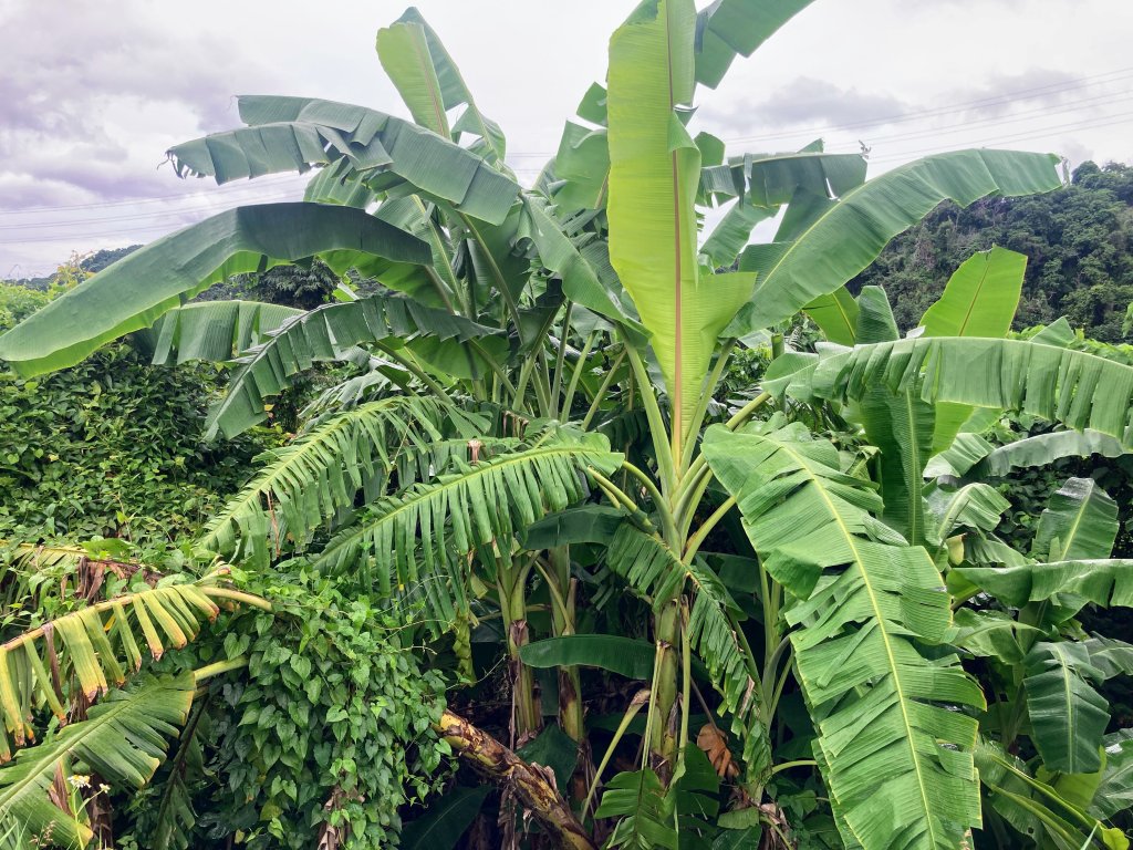 阿罩霧山_2600950