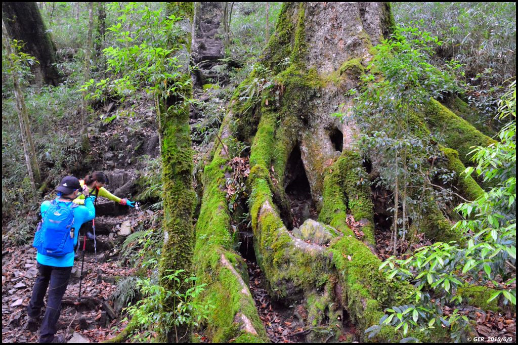 馬崙山..華麗的森林步道..谷關七雄 _350548