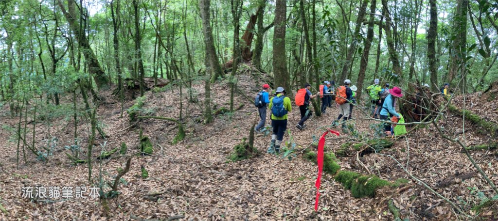 【羅馬縱走】山林巨木饗宴，夏季避暑的縱走路線_2888203