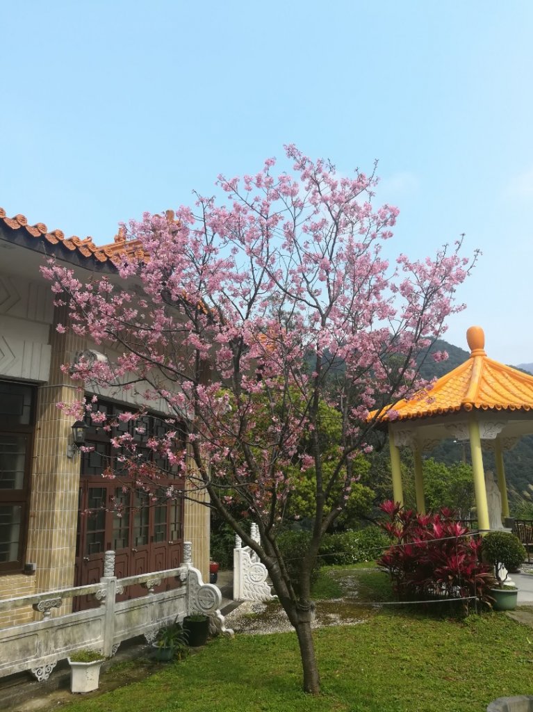 登天母古道上華崗賞櫻花_869034