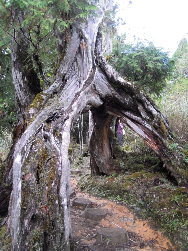 宜蘭太平山_翠峰湖&見晴懷古步道20141025_1961136