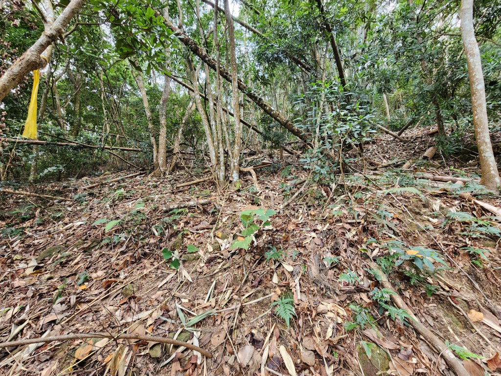 20241222二載山與大橫屏山南峰(追加鹽菜甕山、鹽菜甕下山)_2721495