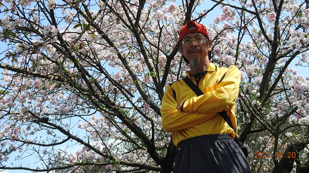 陽明山花季，追雲差強人意_1648231