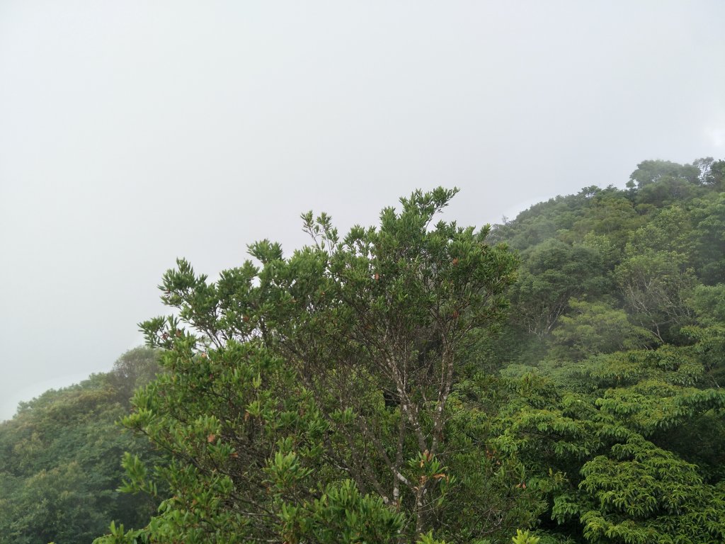 東眼山自導式步道_1714382